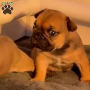 Rocket, French Bulldog Puppy